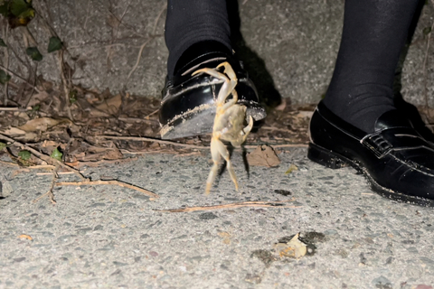 ローファーで小さいカニその他踏み潰し